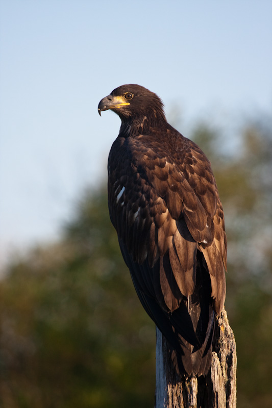 Juvenile Bald Eagle